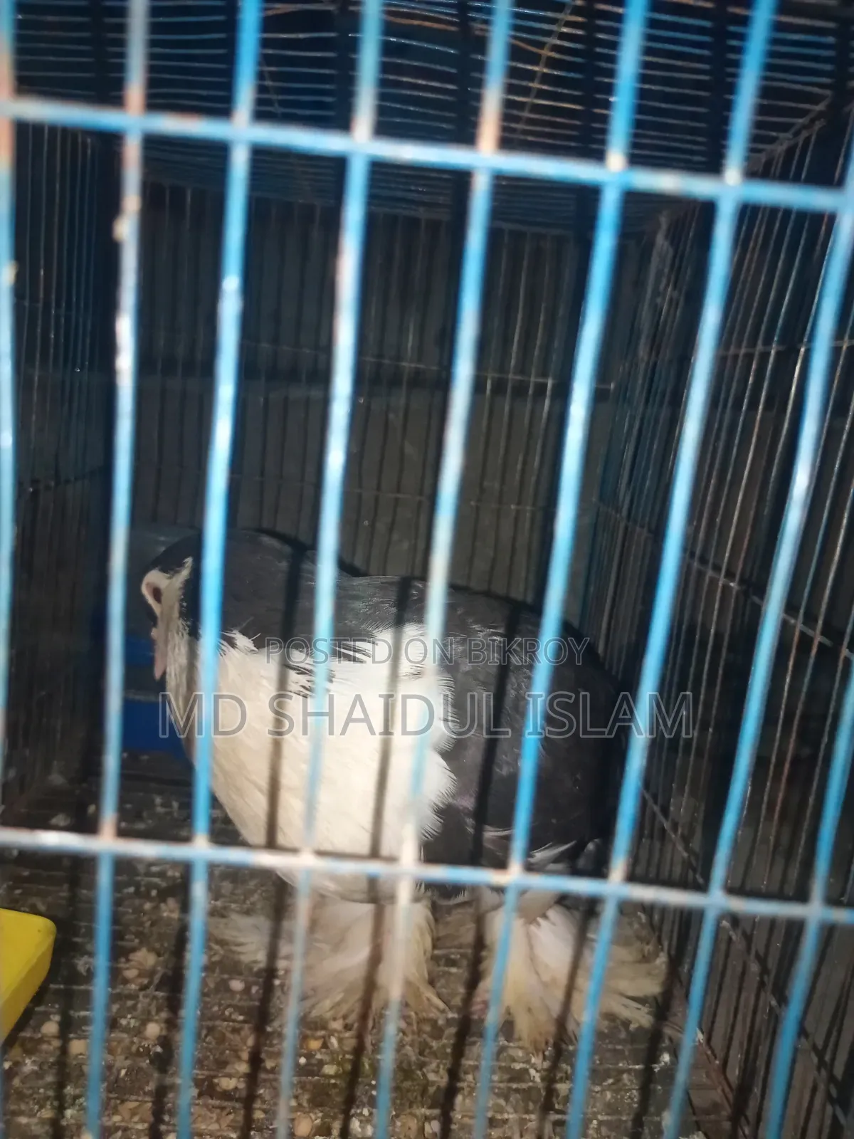 ১টি ডিম বাচ্চা করা সিরাজী কবুতর বিক্রি হবে বেডিং লাইন ভালো দেখে নিবেন