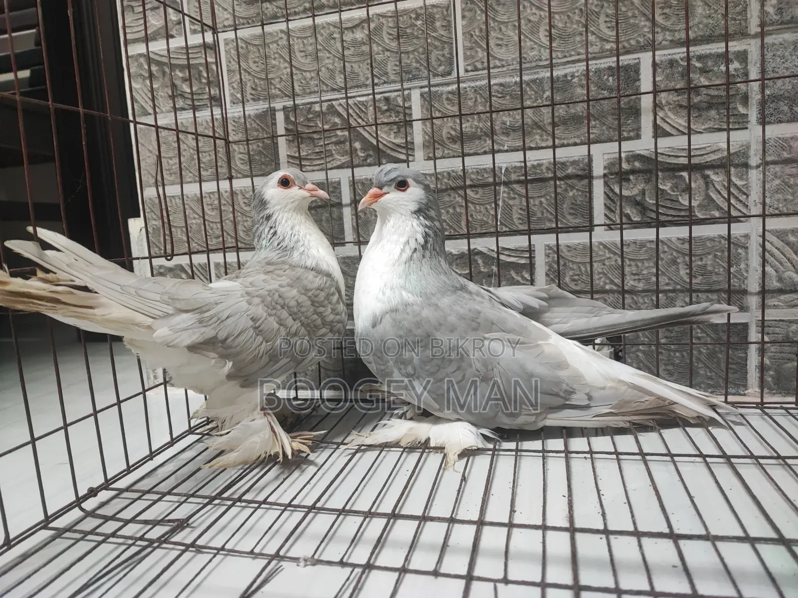 সিলভার সিরাজী