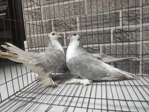 সিলভার সিরাজী