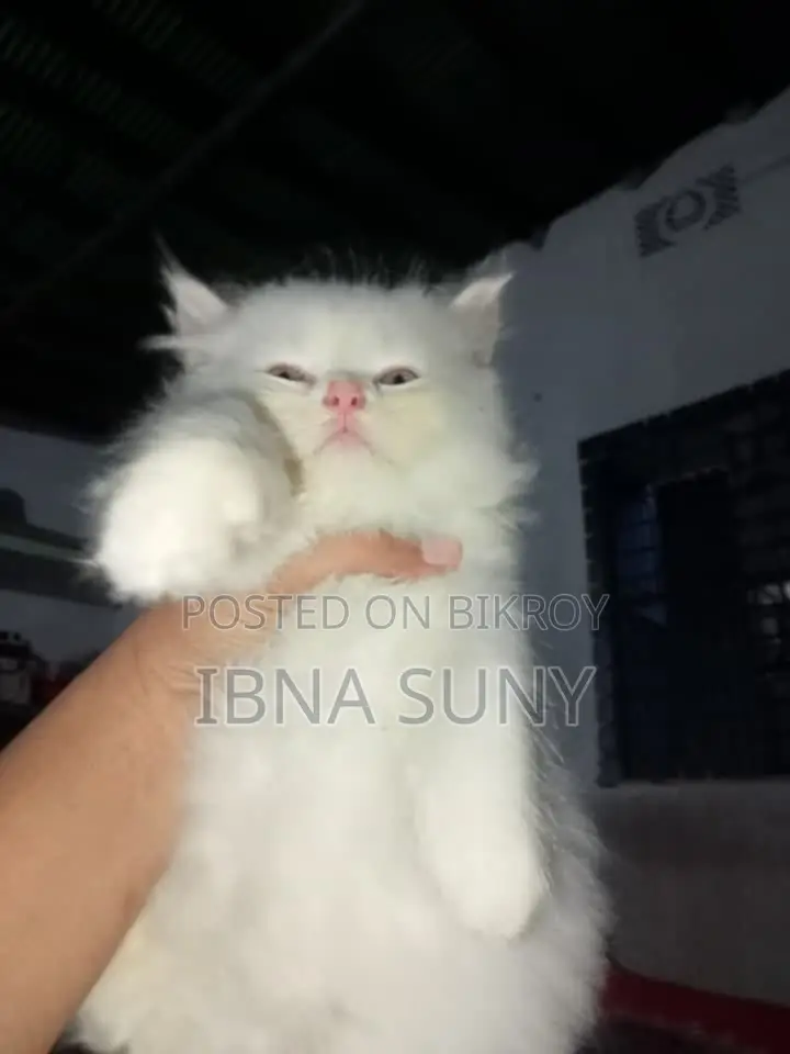 ১-৩ মাসের খাঁটি পার্সিয়ান মাদি বিড়াল ছানা