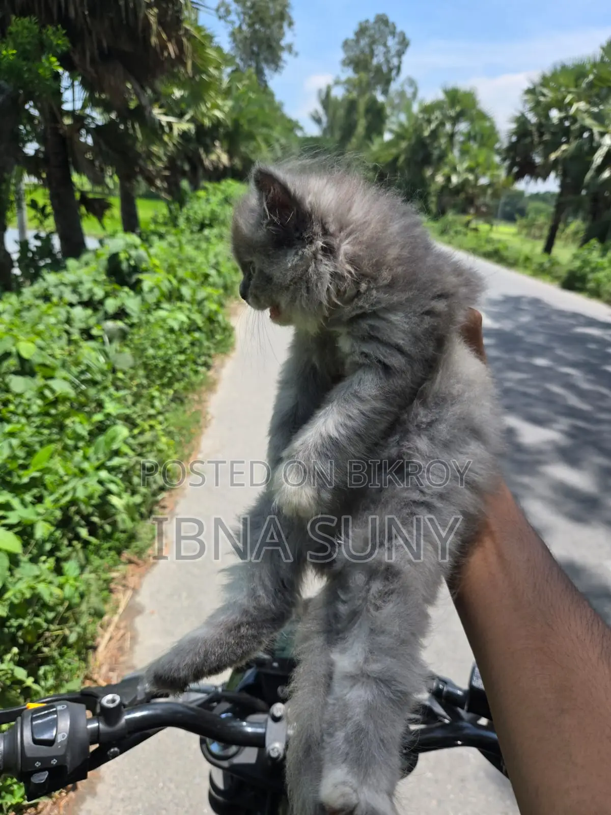 ১-৩ মাসের খাঁটি পার্সিয়ান মাদি বিড়াল ছানা