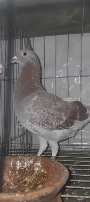 একটা রেট চেকার নর বিক্রি হবে