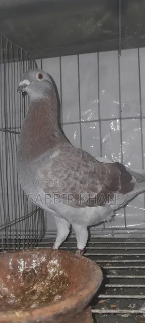 একটা রেট চেকার নর বিক্রি হবে