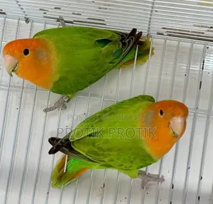 লাভ বার্ড সেল