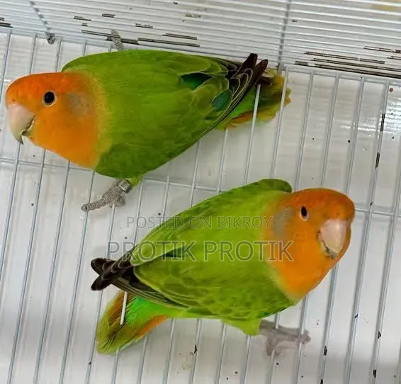 লাভ বার্ড সেল