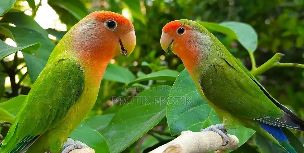লাভ বার্ড সেল
