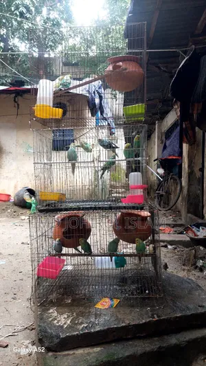 অনেকগুলো বাজিগার পাখি বিক্রি হবে