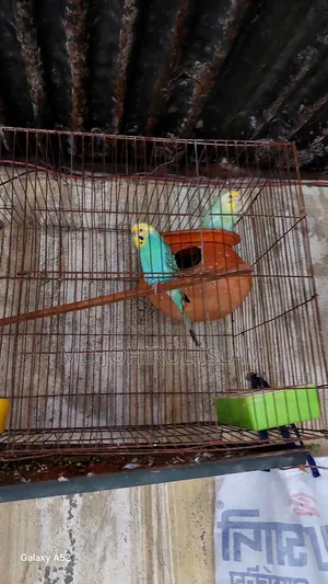 অনেকগুলো বাজিগার পাখি বিক্রি হবে