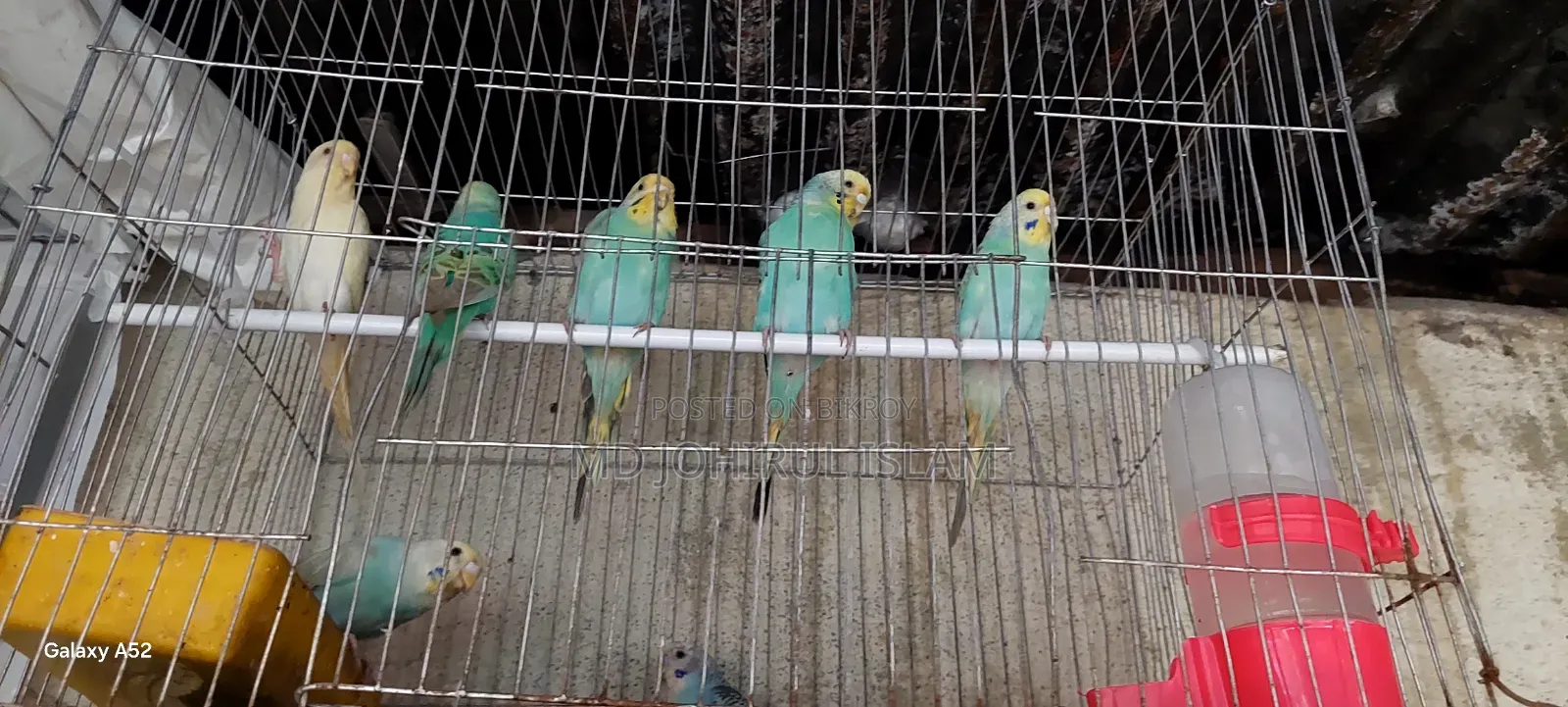 অনেকগুলো বাজিগার পাখি বিক্রি হবে