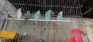 অনেকগুলো বাজিগার পাখি বিক্রি হবে