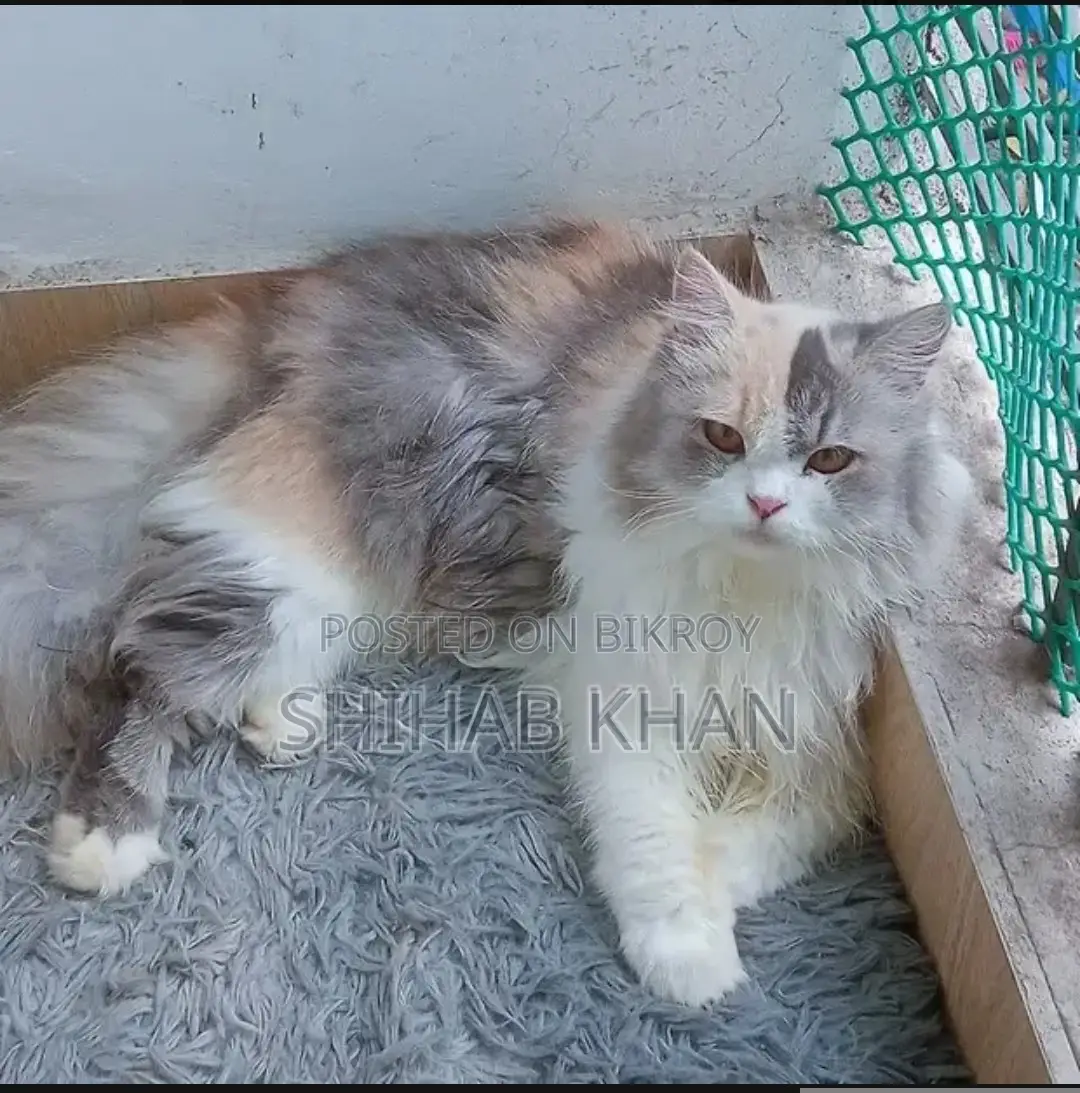 1+ বছরের মহিলা খাঁটি পার্সিয়ান