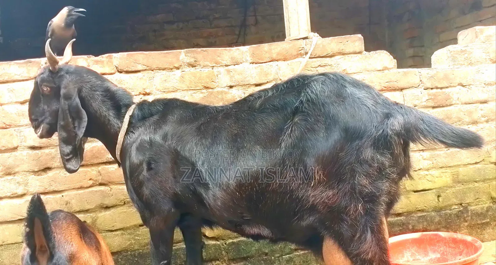 Haryana Cross Goat