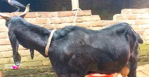 Haryana Cross Goat