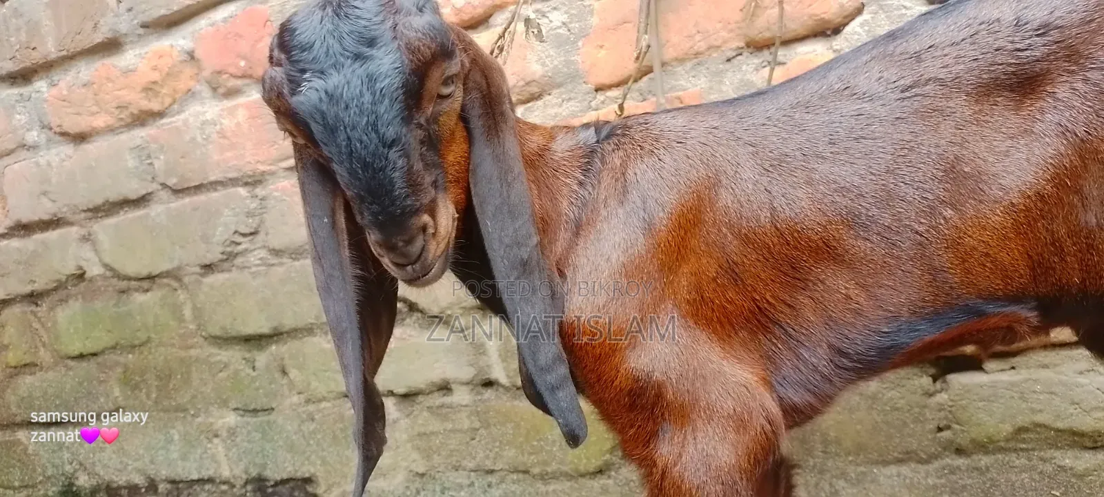 Haryana Cross Goat