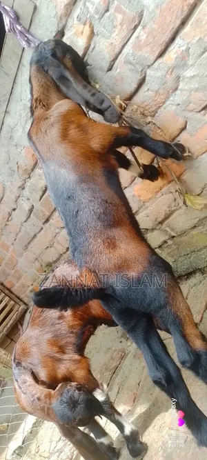 Haryana Cross Goat
