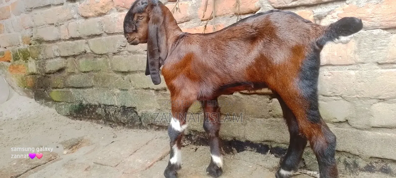 Haryana Cross Goat