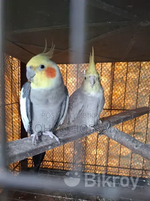 কোকাটেল পাখি