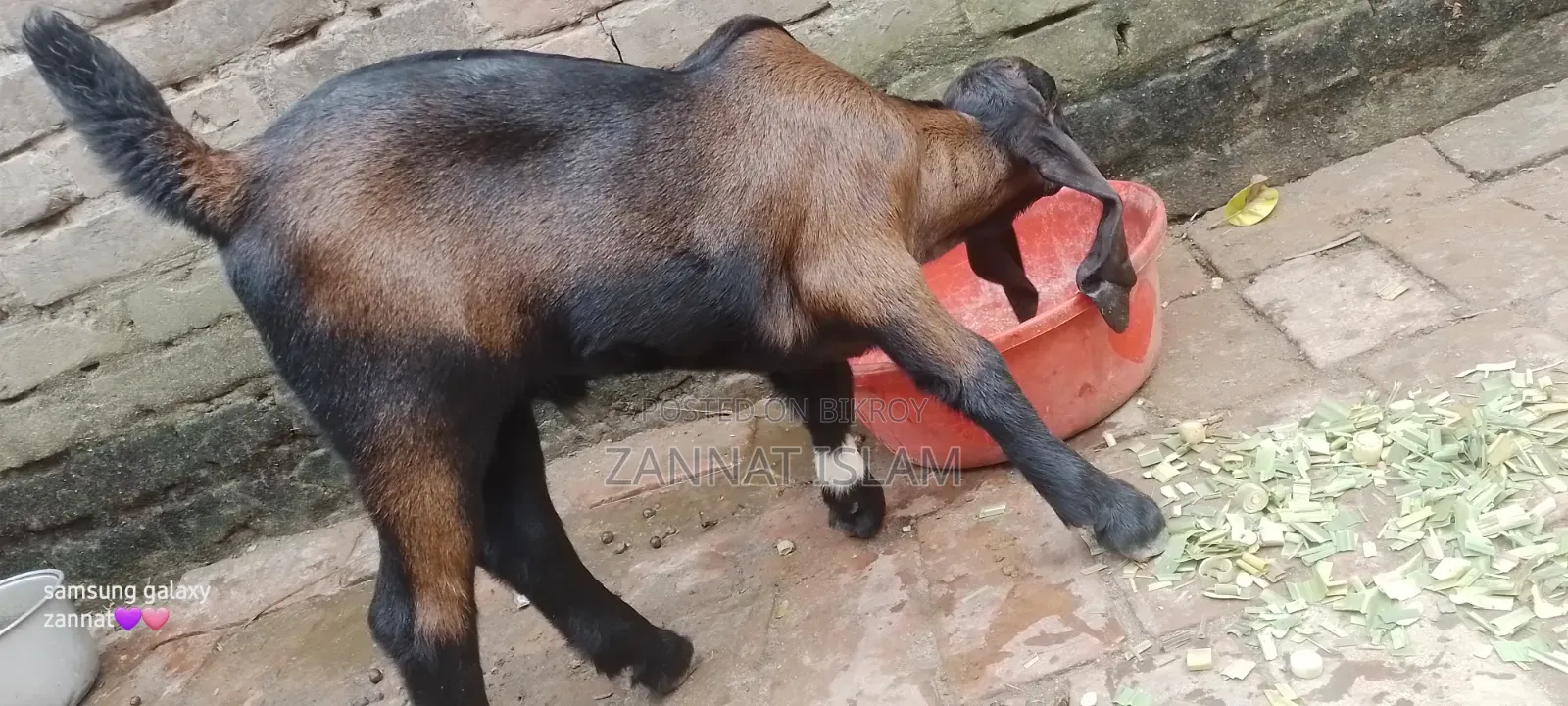 Haryana Cross Goat