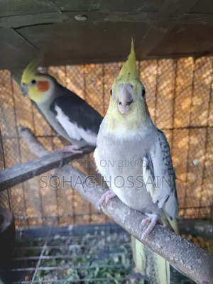 কোকাটেল পাখি