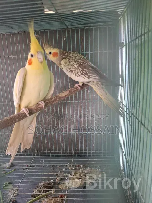 কোকাটেল পাখি