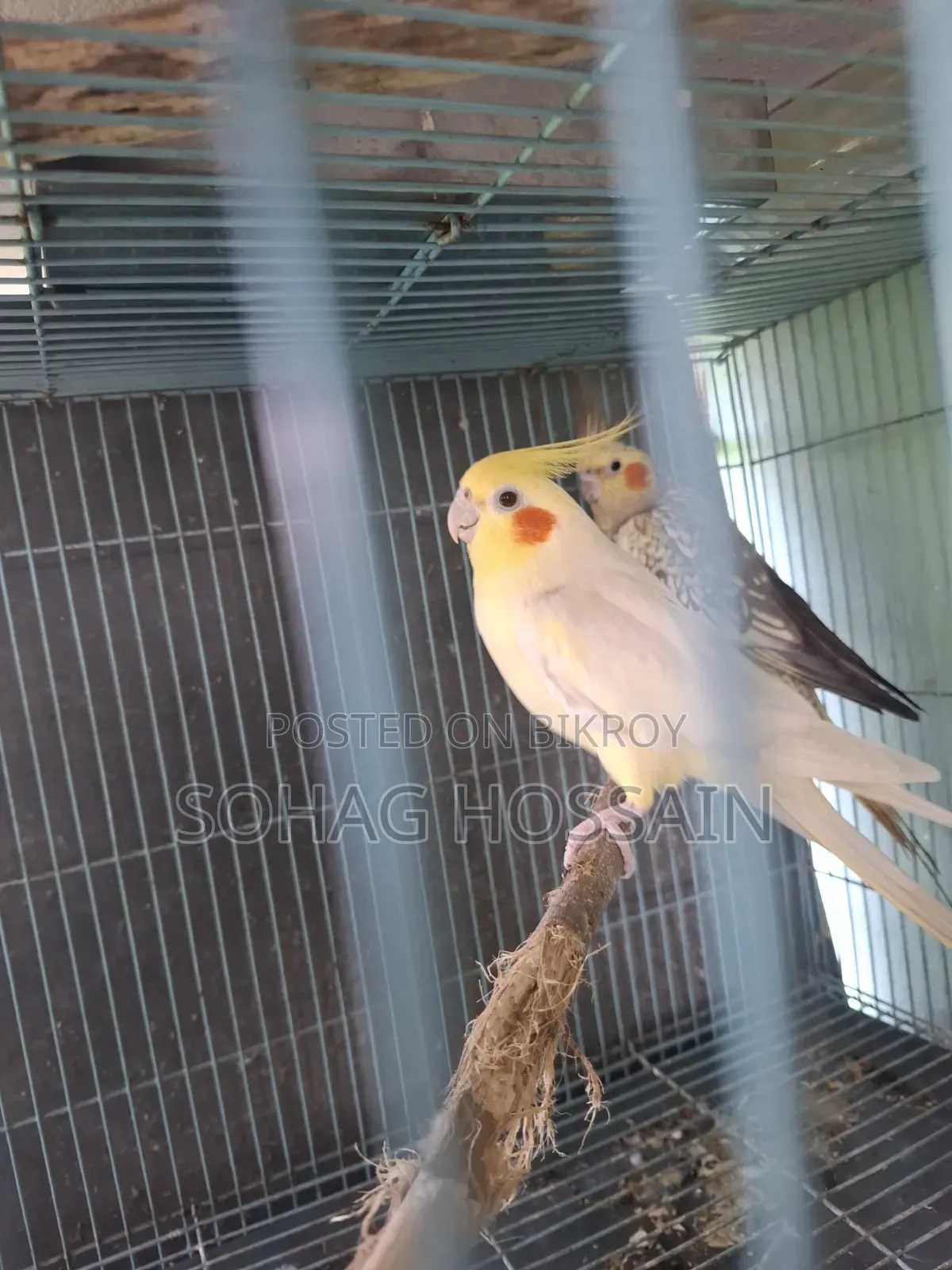 কোকাটেল পাখি