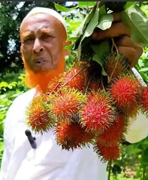 Rambutan Sapling