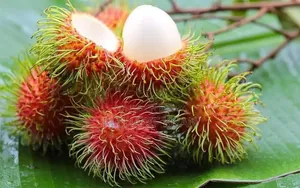 Rambutan Sapling