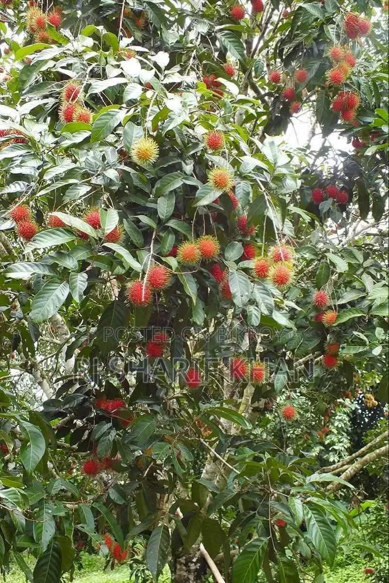 Rambutan Sapling