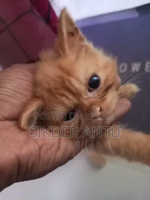 3-6 Months Female Purebred Persian