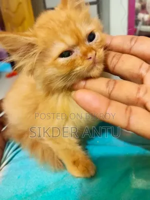 3-6 Months Female Purebred Persian