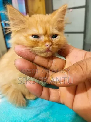3-6 Months Female Purebred Persian