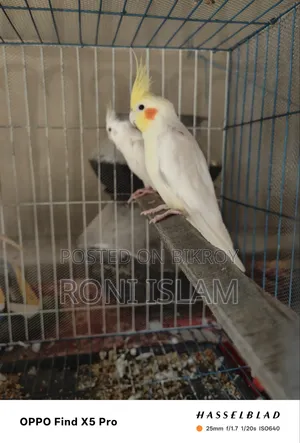 দুই জোড়া কোকাটেল পাখি