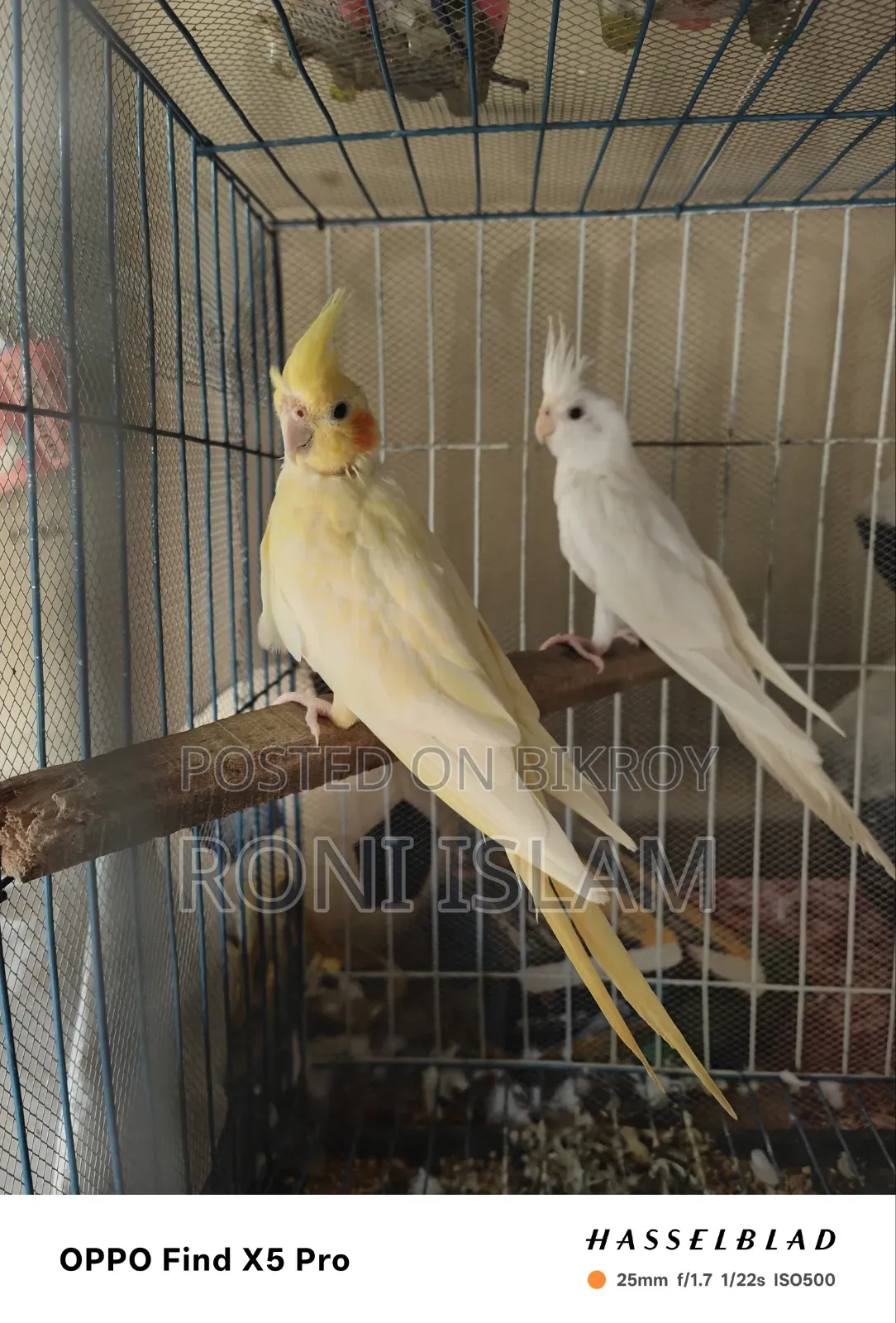 দুই জোড়া কোকাটেল পাখি