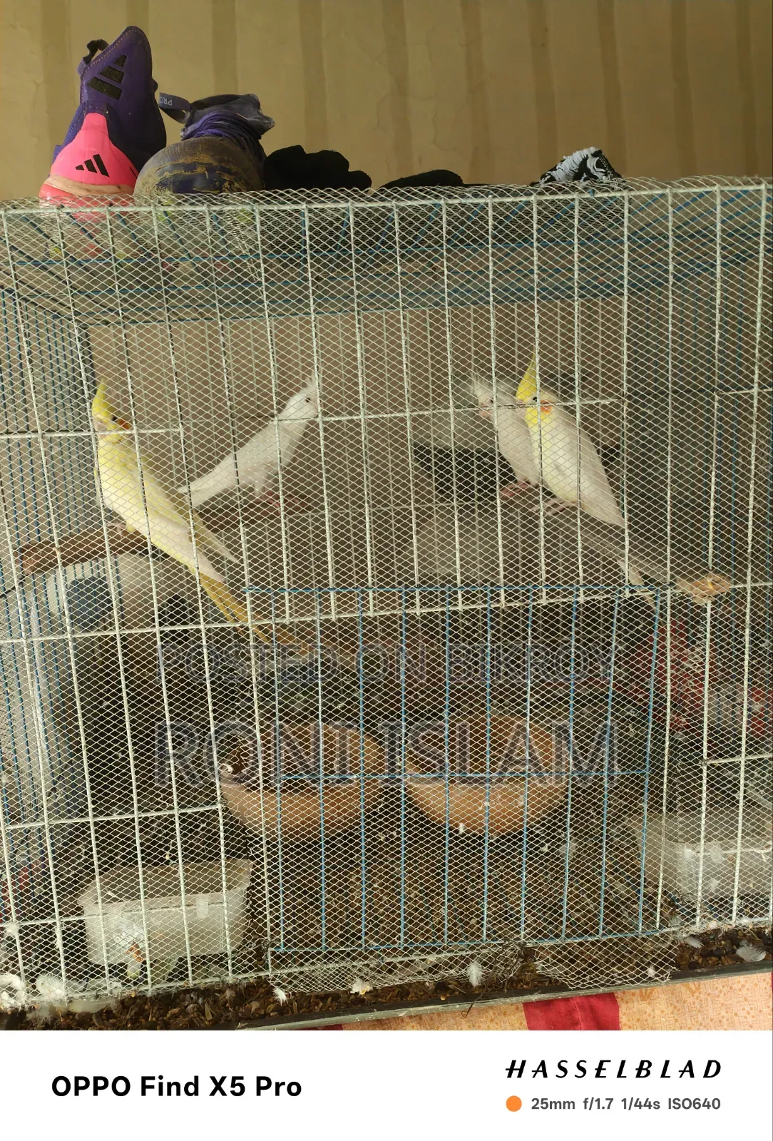 দুই জোড়া কোকাটেল পাখি