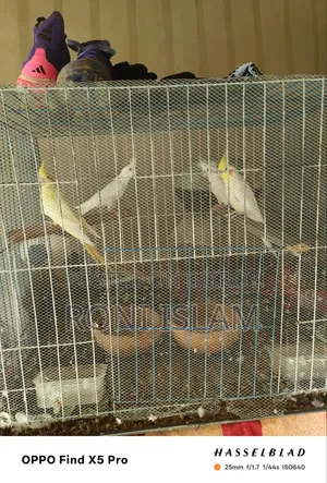 দুই জোড়া কোকাটেল পাখি