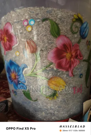 দুই জোড়া কোকাটেল পাখি