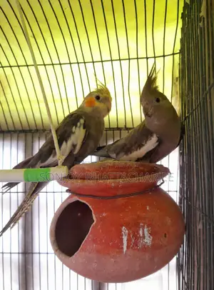 ককাটেল মাস্টার পেয়ার