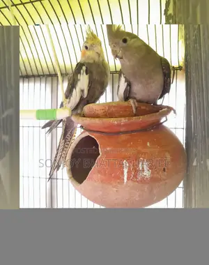 ককাটেল মাস্টার পেয়ার