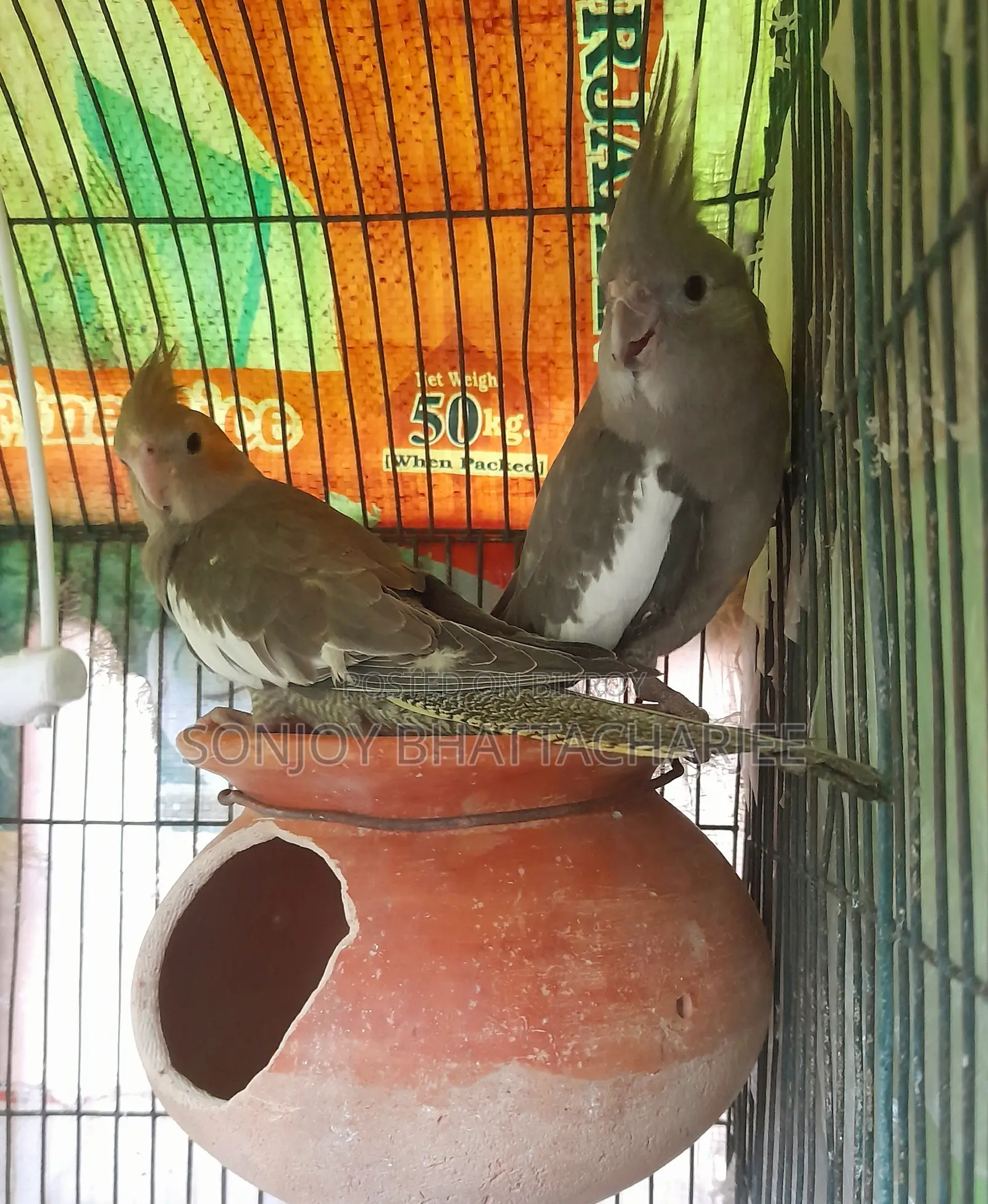 ককাটেল মাস্টার পেয়ার