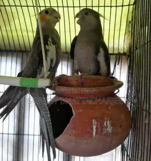 ককাটেল মাস্টার পেয়ার