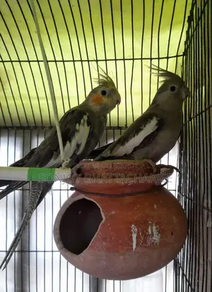 ককাটেল মাস্টার পেয়ার