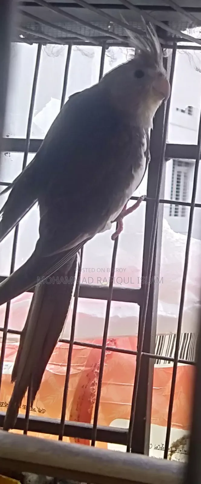 হোয়াইট ফেস পাইড কোকাটেল নিউ এডাল মেল