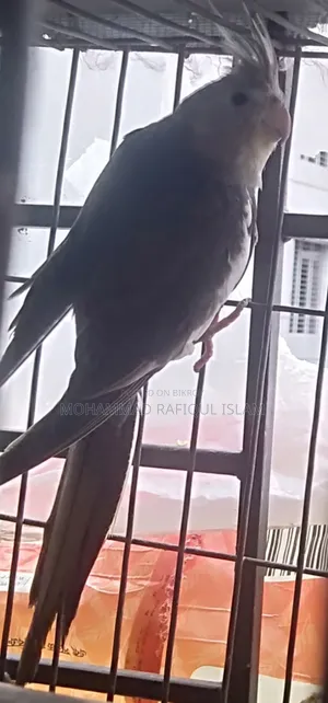 হোয়াইট ফেস পাইড কোকাটেল নিউ এডাল মেল