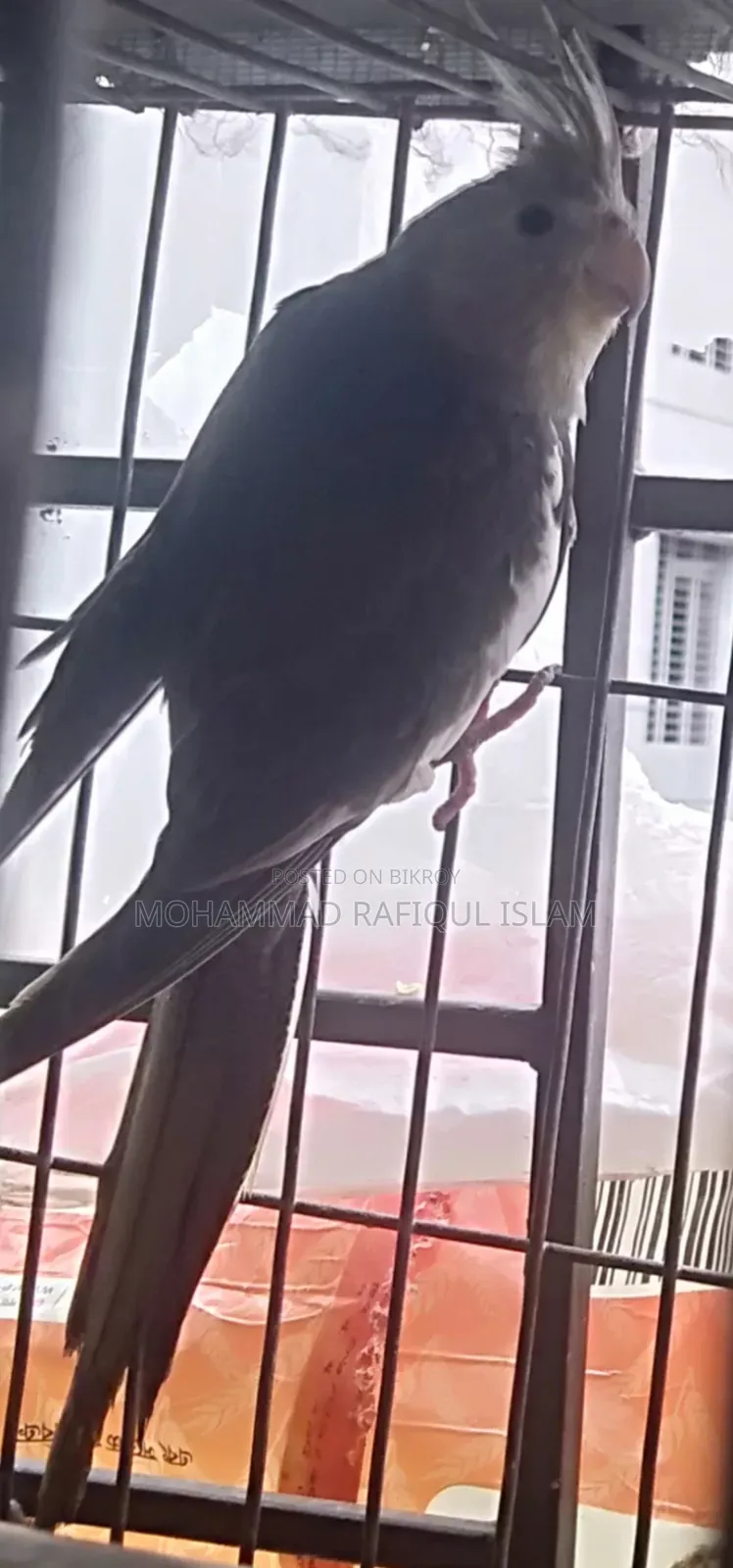 হোয়াইট ফেস পাইড কোকাটেল নিউ এডাল মেল