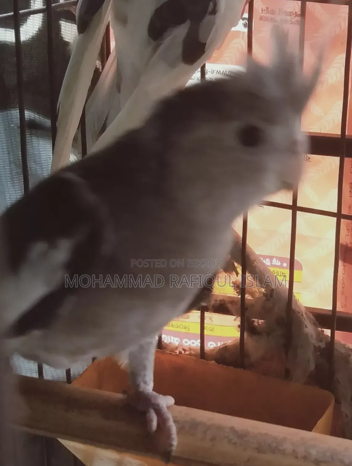 হোয়াইট ফেস পাইড কোকাটেল নিউ এডাল মেল
