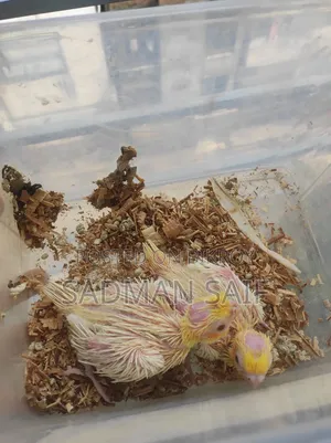 বেবি ককটেল