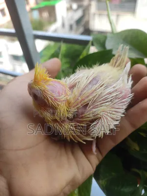 বেবি ককটেল