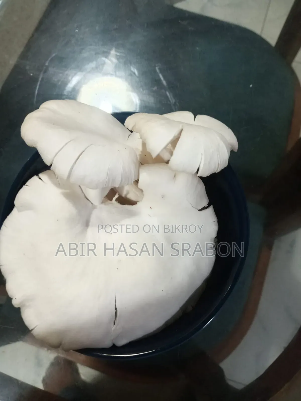 Oyster Mushroom