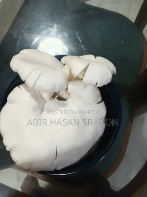 Oyster Mushroom