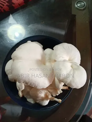 Oyster Mushroom